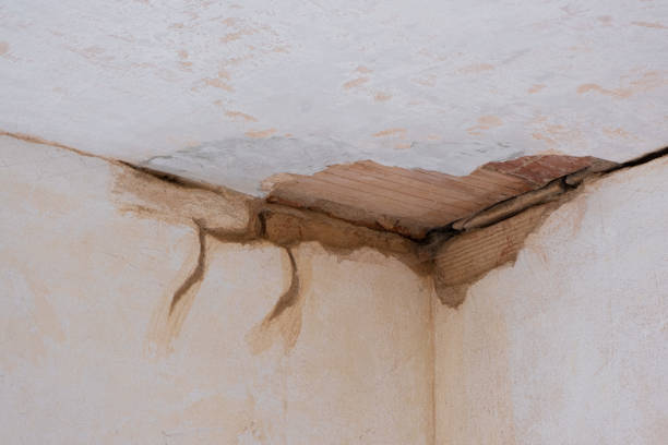 Best Carpet water damage restoration  in University, MS