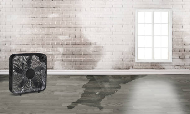 Best Water damage contractors near me  in University, MS
